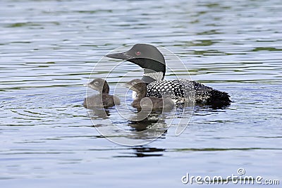 Common Loon with Two Chicks Stock Photo