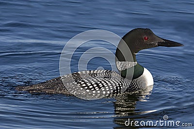 Common Loon XII (Gavia immer) Stock Photo