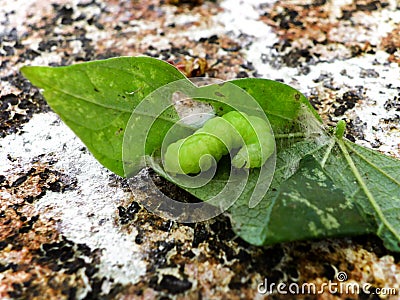 Common Looper Moth 1 Stock Photo