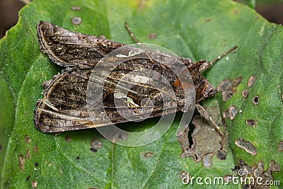 Common Looper Moth - Autographa precationis Stock Photo
