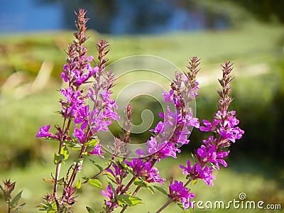 Common Loosestrife beautiful but invasive flower Stock Photo