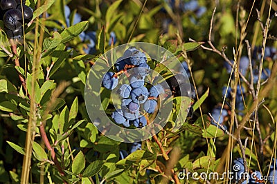 Common Lowbush Blueberry 814918 Stock Photo