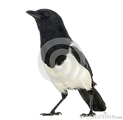 Common Magpie looking up, Pica pica, isolated Stock Photo