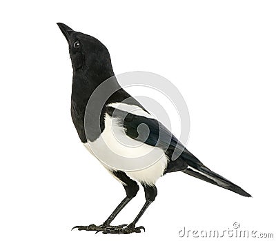 Common Magpie looking up, Pica pica, isolated Stock Photo