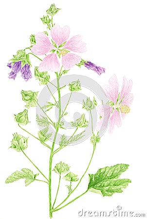 Common mallow botanical drawing Stock Photo