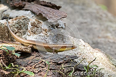 Common Many-lined sun skink, brown lizard with yellow throat crawling on stone Stock Photo