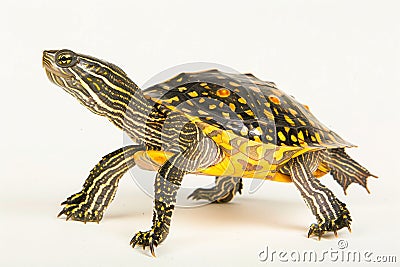 Common Map Turtle with unique shell design resembling a map is posed against a bright white background highlighting its Stock Photo