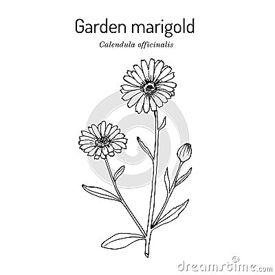 Common marigold Calendula officinalis , medicinal plant Vector Illustration