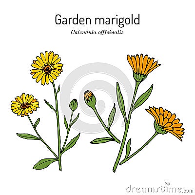 Common marigold Calendula officinalis , medicinal plant Vector Illustration