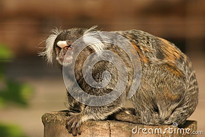 Common marmoset Stock Photo