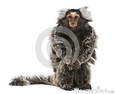 Common Marmoset, Callithrix jacchus Stock Photo