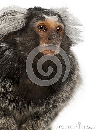 Common Marmoset, Callithrix jacchus Stock Photo