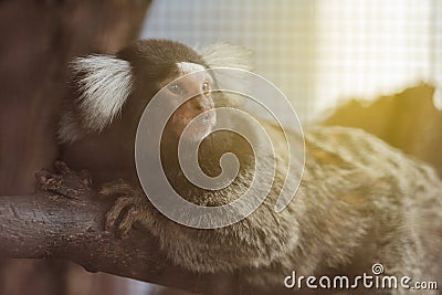 Common Marmoset monkey on branch. Stock Photo