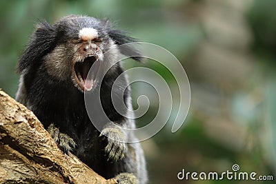 Common marmoset Stock Photo