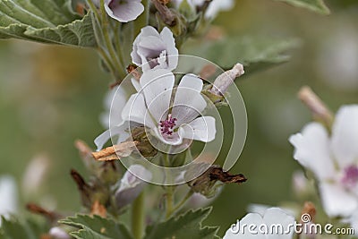 Common marsh mallow, Althaea officinalis Stock Photo