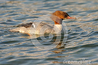 Common Merganser Stock Photo