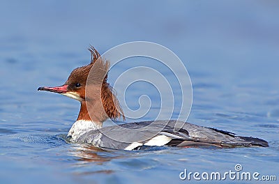 Common Merganser swim into the water in blue background Stock Photo