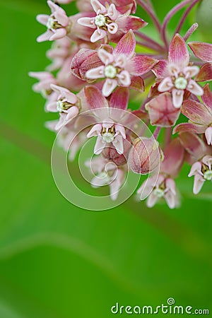 Common milkweed Stock Photo