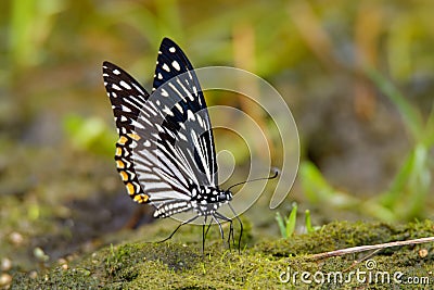 The Common Mime - Chilasa clytia or Papilio clytia, swallowtail butterfly found in south and southeast Asia, subgenus Chilasa, the Stock Photo