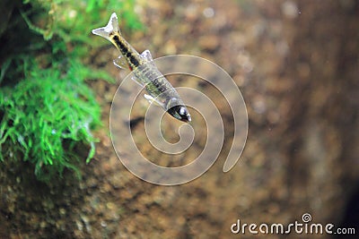 Common minnow Stock Photo