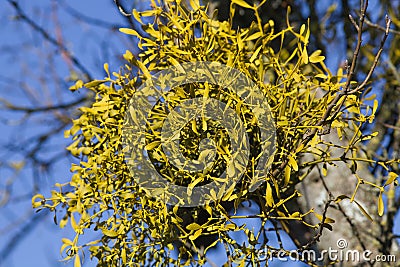 Common mistletoe Viscum album, species of mistletoe Stock Photo