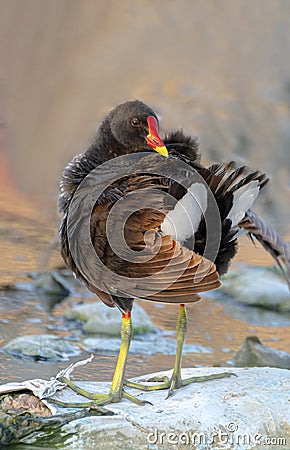 Common moor hen twisting body after bath Stock Photo
