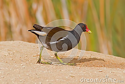 Common Moorhen Stock Photo