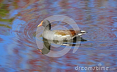A common moorhen, also known as waterhen or swamp chicken Stock Photo