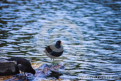 Common Moorhen on the edge of a lake Stock Photo