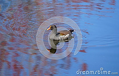 A common moorhen, also known as waterhen or swamp chicken swimming on the pond Stock Photo