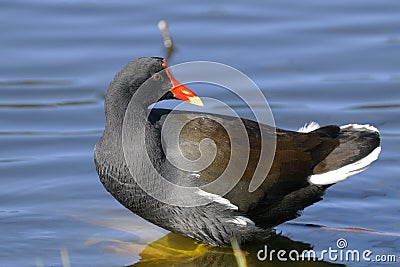 Common moorhen, gallinula chloropus Stock Photo