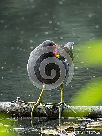 Common moorhen, Gallinula chloropus. Blackford Pond, Edinburgh Stock Photo