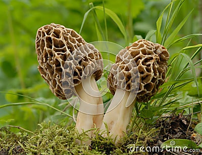 Common morel fungus (Morchella esculenta) Stock Photo