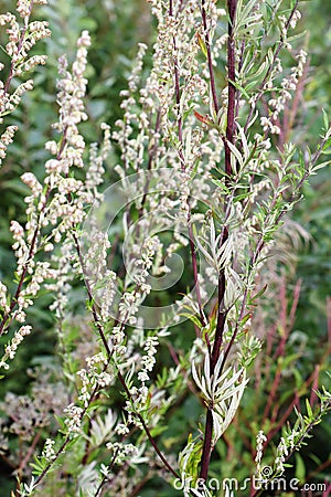 Common mugwort allergen plant Artemisia vulgaris Stock Photo