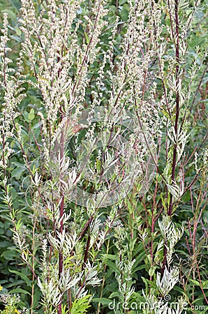 Common mugwort allergen plant Artemisia vulgaris Stock Photo