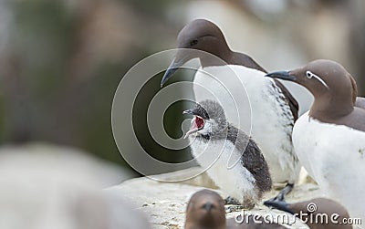 Uria aalge is a large auk, chick image. Stock Photo