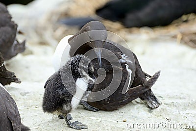 Uria aalge is a large auk, chick image. Stock Photo