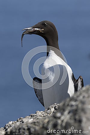 Common murre sitting on a rock near the colony with a fish in it Stock Photo