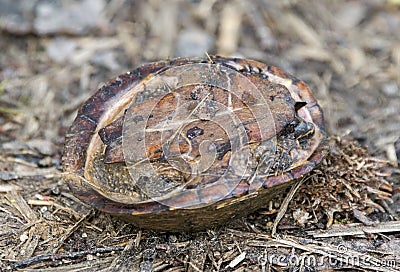 Common Musk Turtle upside down showing plastron Stock Photo