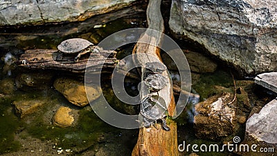 Common musk turtles on a wooden plank and stones. Stock Photo