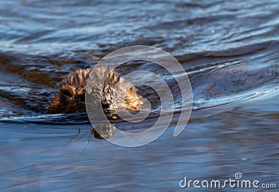 Common Muskrat swimming towards camera in beautiful blue sparkling water Stock Photo