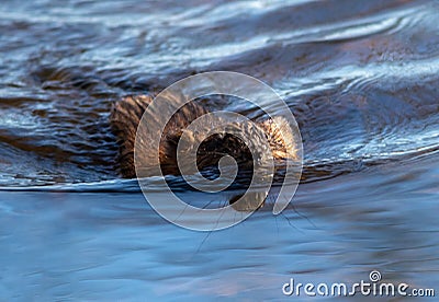 Common Muskrat swimming towards camera in beautiful blue sparkling water Stock Photo
