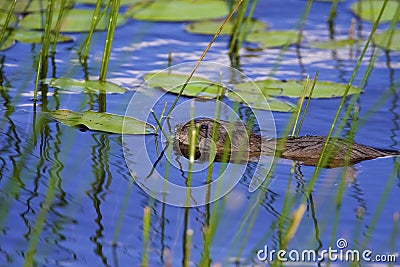 Common Muskrat Swims 829052 Stock Photo