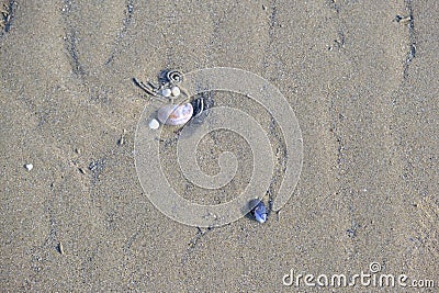 shells and traces of sandworms on a beach in Brittany in France Stock Photo