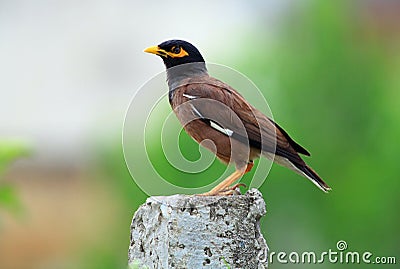 Common myna Stock Photo