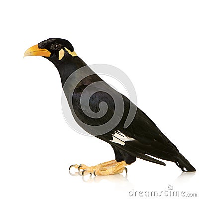 Common Myna - Acridotheres tristis Stock Photo