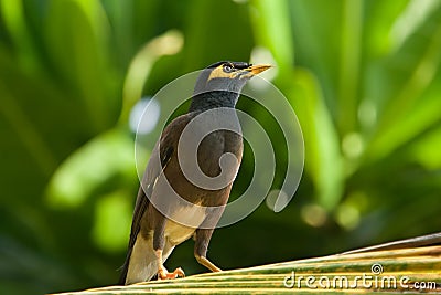 Common Myna (Acridotheres tristis) Stock Photo