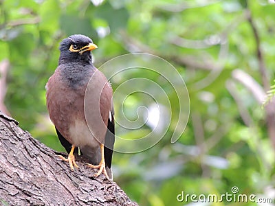 Common mynaÂ Acridotheres tristis Stock Photo