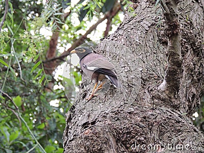 Common mynaÂ Acridotheres tristis Stock Photo