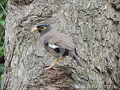 Common mynaÂ Acridotheres tristis Stock Photo